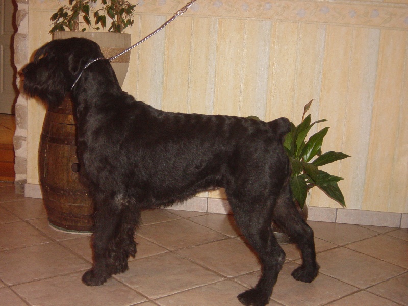 Véziane du jardin de Coralicia