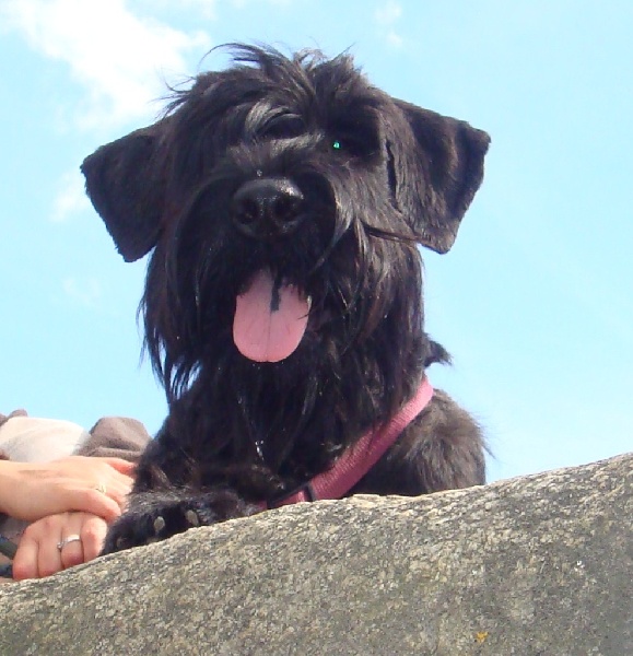 Cassandre du jardin de Coralicia