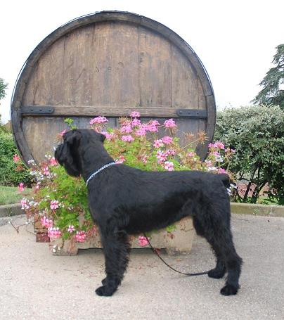 Cassandre du jardin de Coralicia