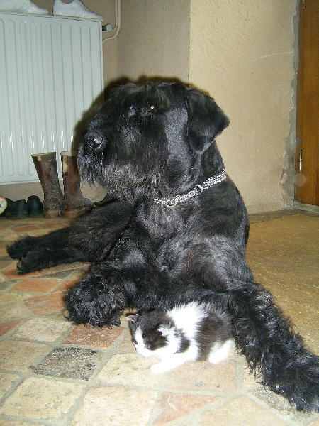 Véziane du jardin de Coralicia