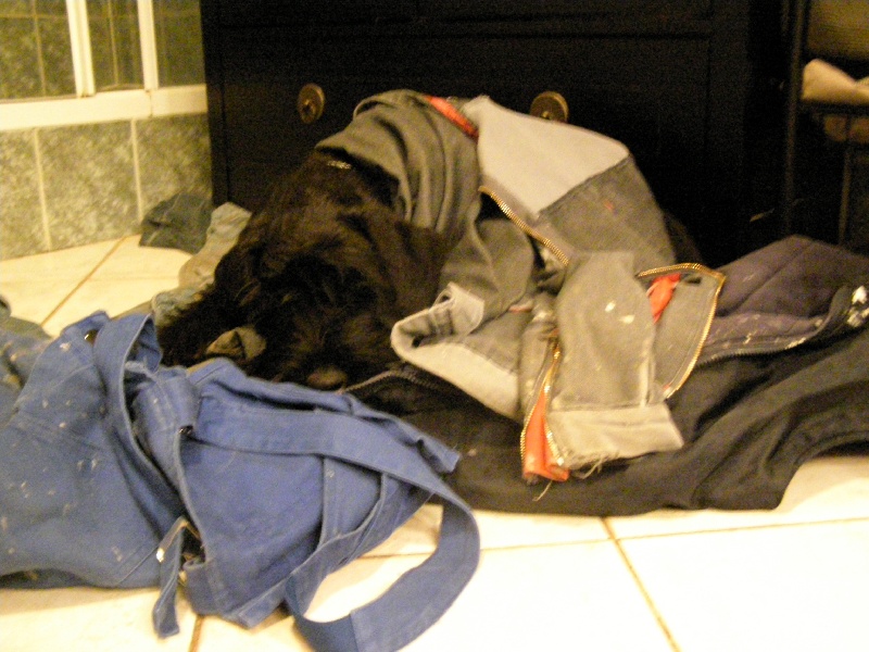 Cassandre du jardin de Coralicia