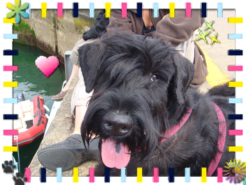 Cassandre du jardin de Coralicia