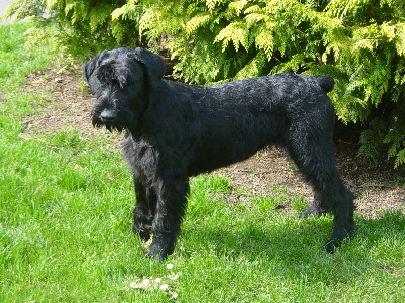 Véziane du jardin de Coralicia