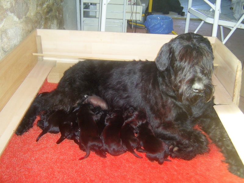 Véziane du jardin de Coralicia