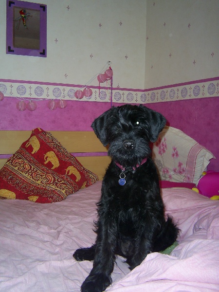 Cassandre du jardin de Coralicia