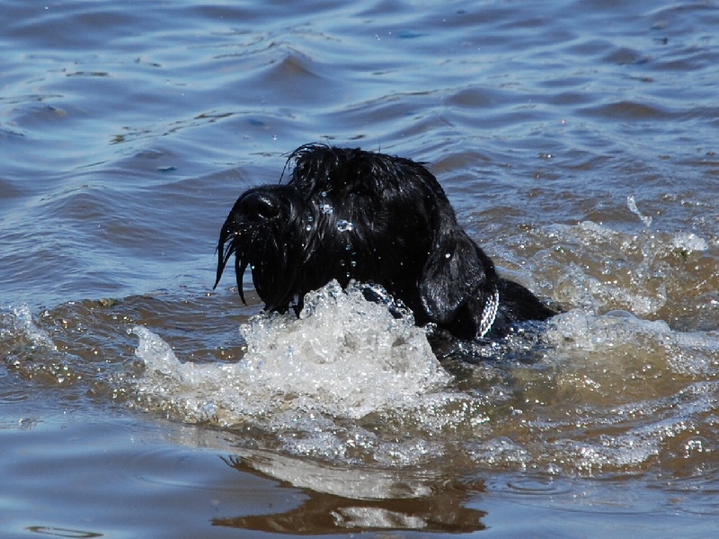 Cassandre du jardin de Coralicia