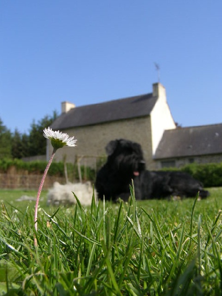 Véziane du jardin de Coralicia