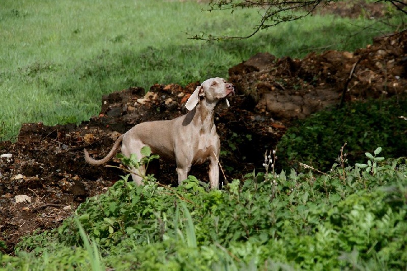 First night de l'Etoile de Virginie