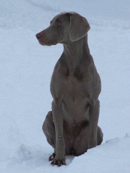 First night de l'Etoile de Virginie