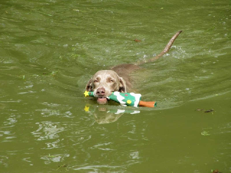 First night de l'Etoile de Virginie