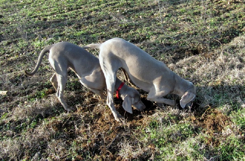 First night de l'Etoile de Virginie