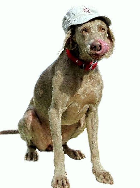 First night de l'Etoile de Virginie