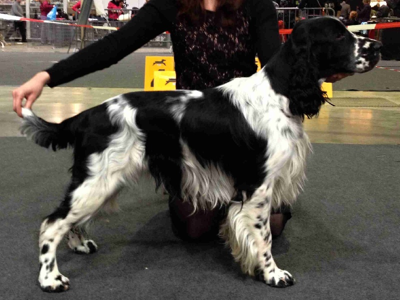 CH. Gatsby of Artemis´s Instincts - exe3