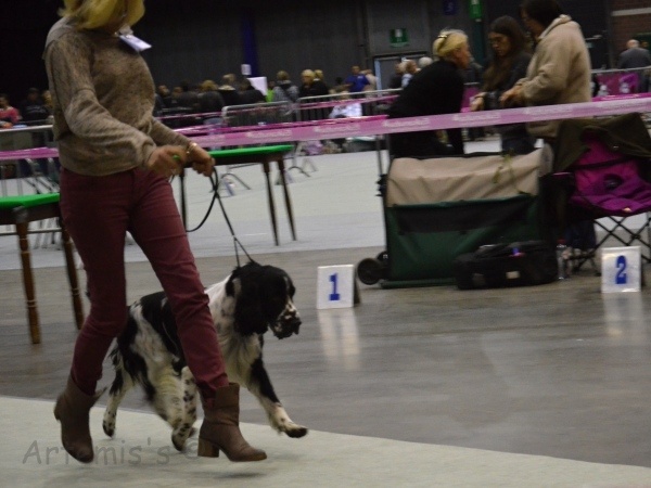 CH. Gatsby of Artemis´s Instincts - Tres bon 1