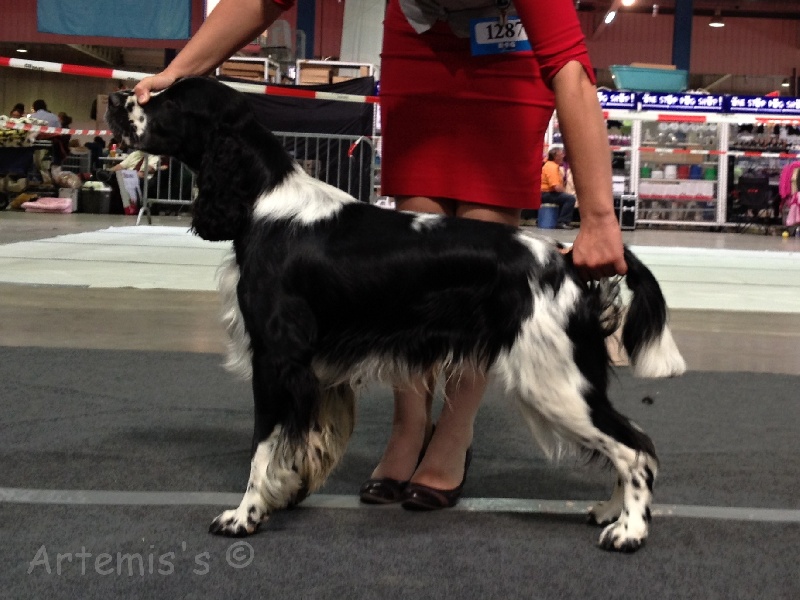 CH. Gatsby of Artemis´s Instincts - Tres bon 2