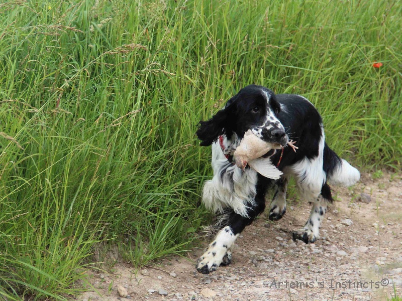 CH. Gatsby of Artemis´s Instincts - TAN obtenu