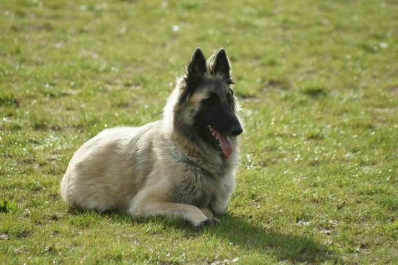 Curly du crépuscule des loups - CSAU - BREVET D'OBEISSANCE
