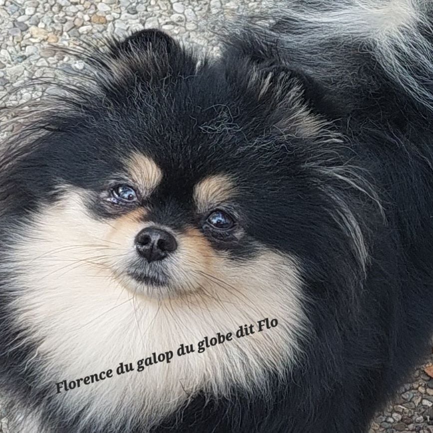 Florence du galop du globe