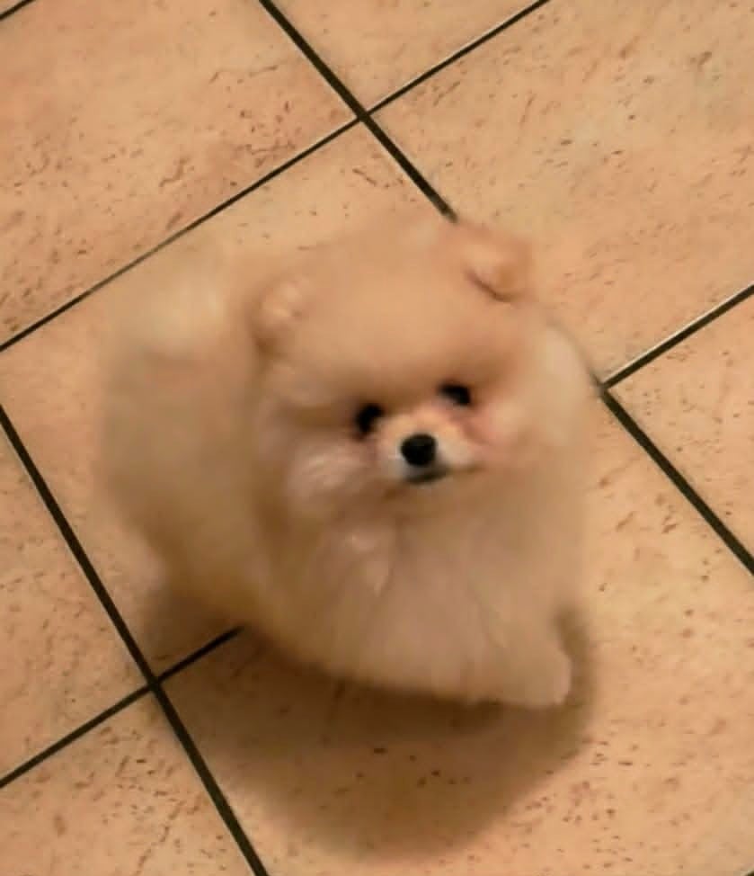 Spitz allemand - de la vallee des Condors