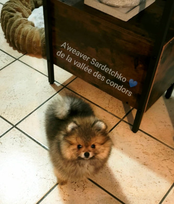 Les chiots de Spitz allemand