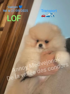 Les chiots de Spitz allemand