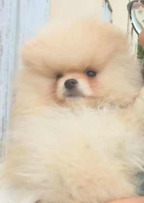 Les chiots de Spitz allemand