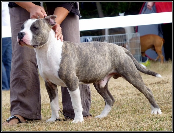 Escalibur power duke of Namétis's Pearls - 1er excellent classe jeune