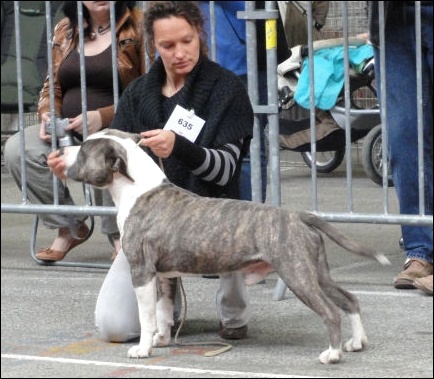 Escalibur power duke of Namétis's Pearls - 1er EXC - CACS + CACIB