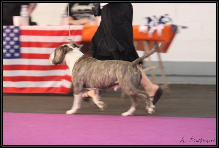 Escalibur power duke of Namétis's Pearls - EXCELLENT NC