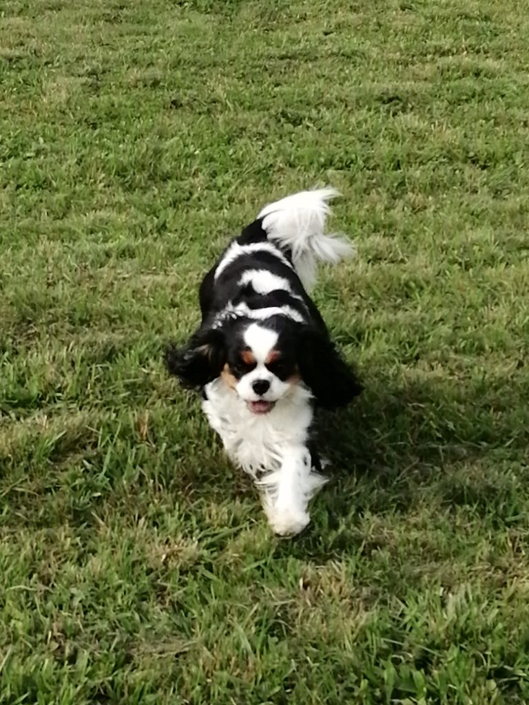 Publication : du Clos Bel'Alpe