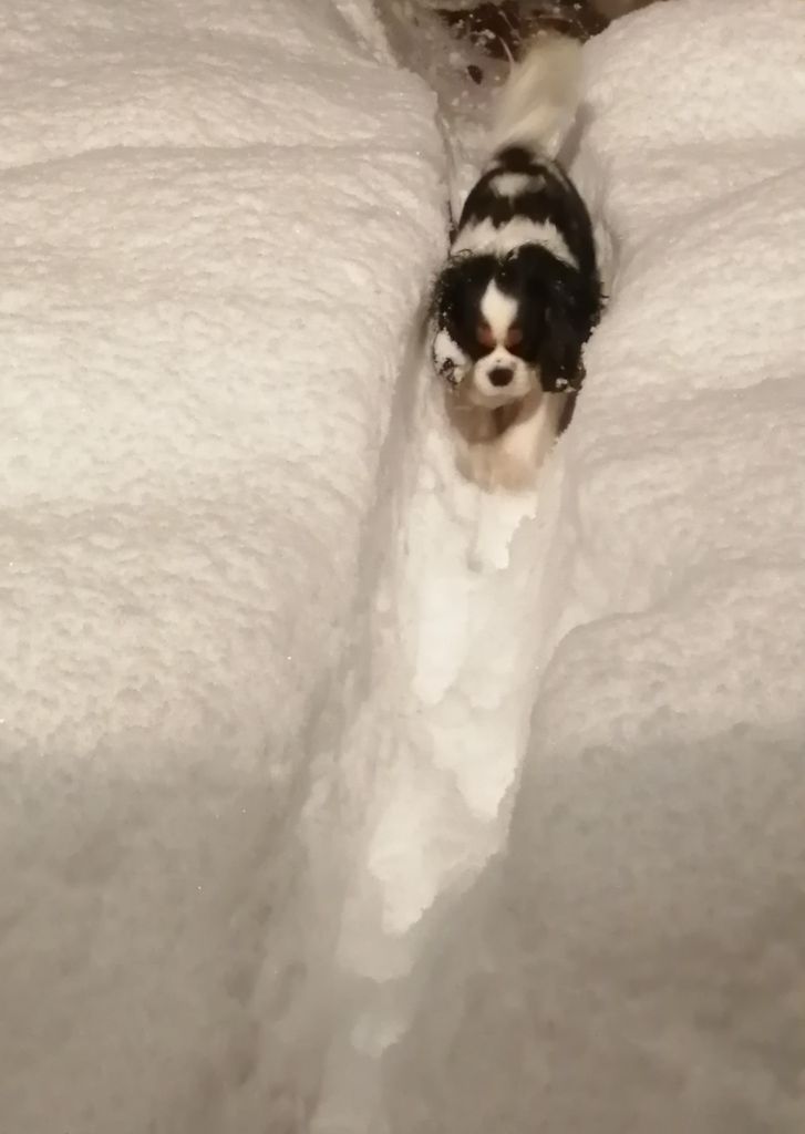 Publication : du Clos Bel'Alpe