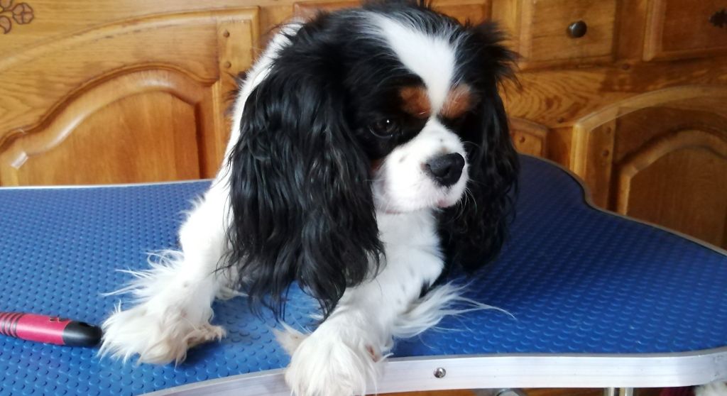 Publication : du Clos Bel'Alpe