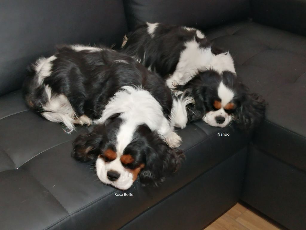 Publication : du Clos Bel'Alpe