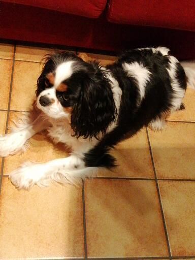 Publication : du Clos Bel'Alpe