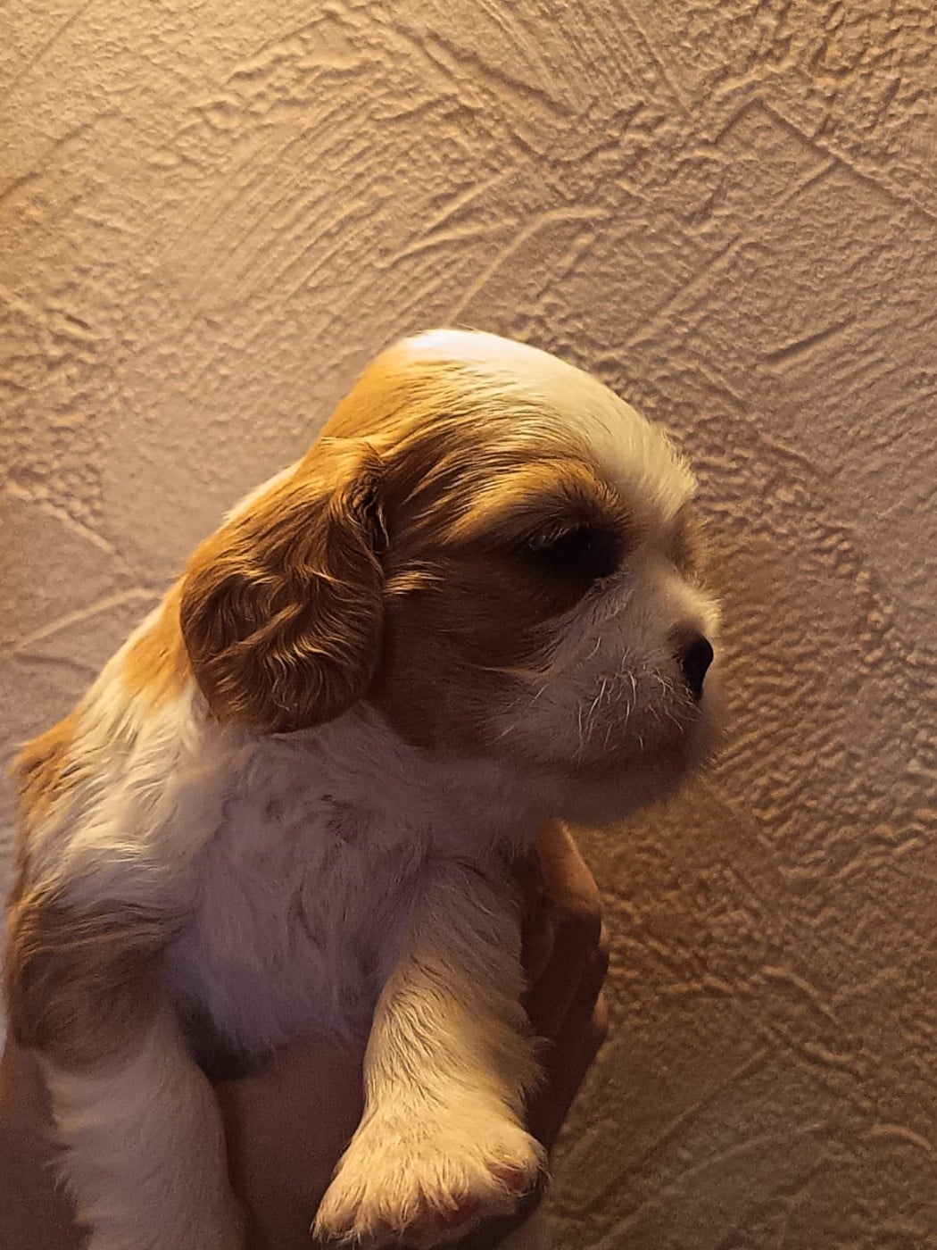 Belle