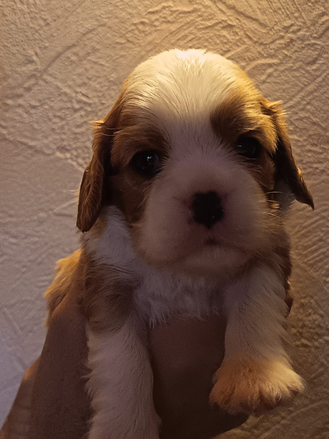 Belle