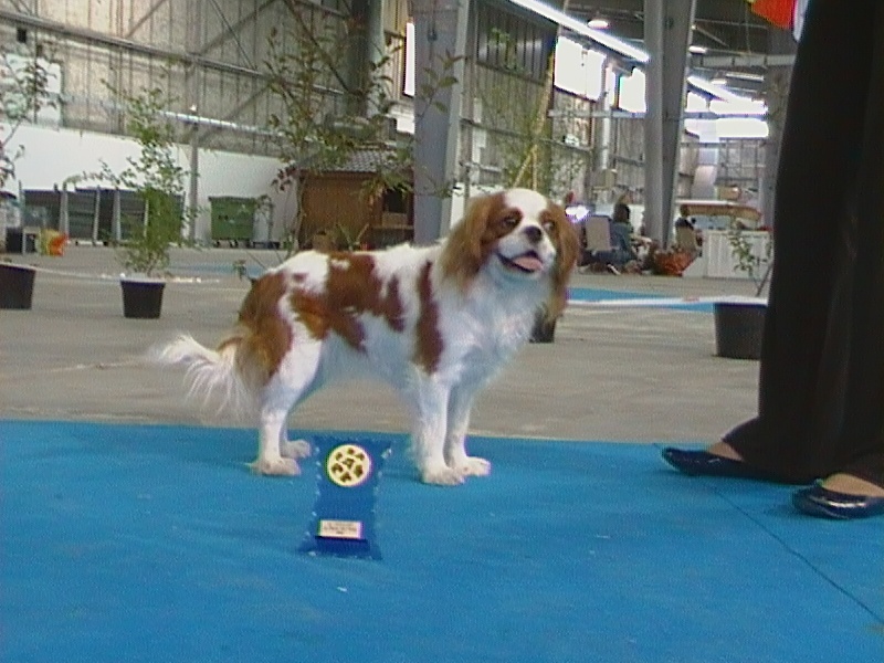 Edelweiss du Clos Bel'Alpe - 1er Excellent