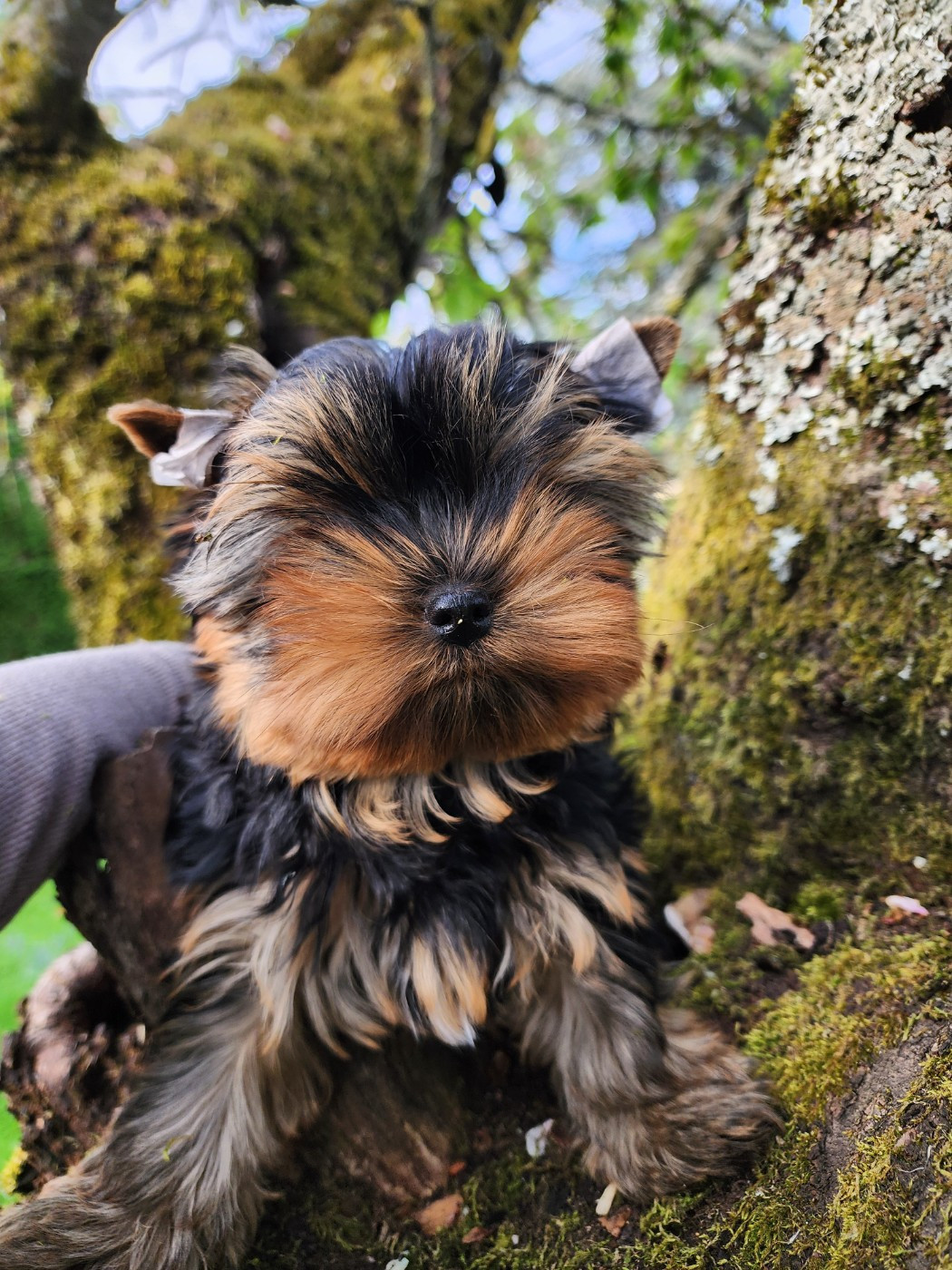 Chiot N°1