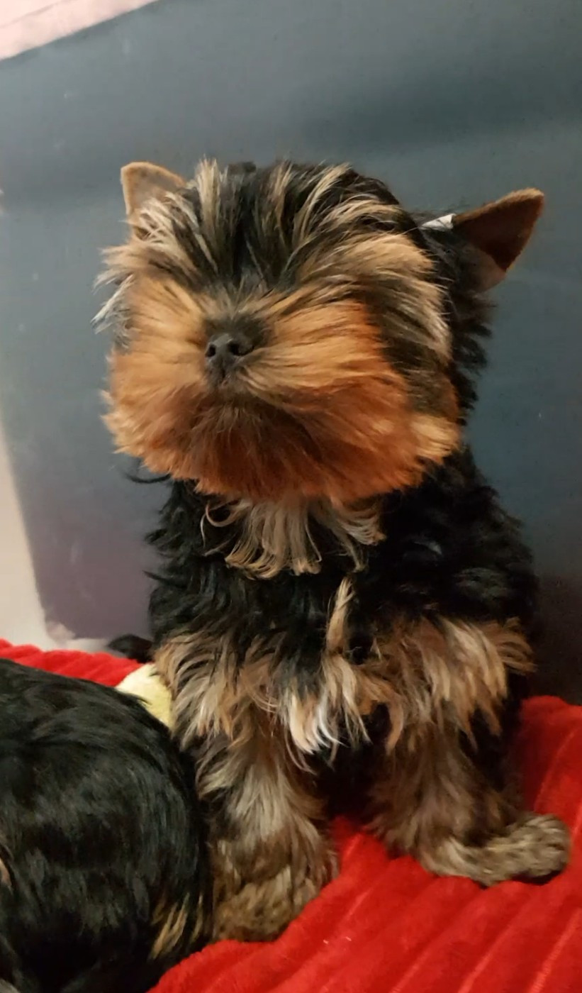 Chiot N°1