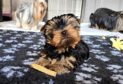 Les chiots de Yorkshire Terrier
