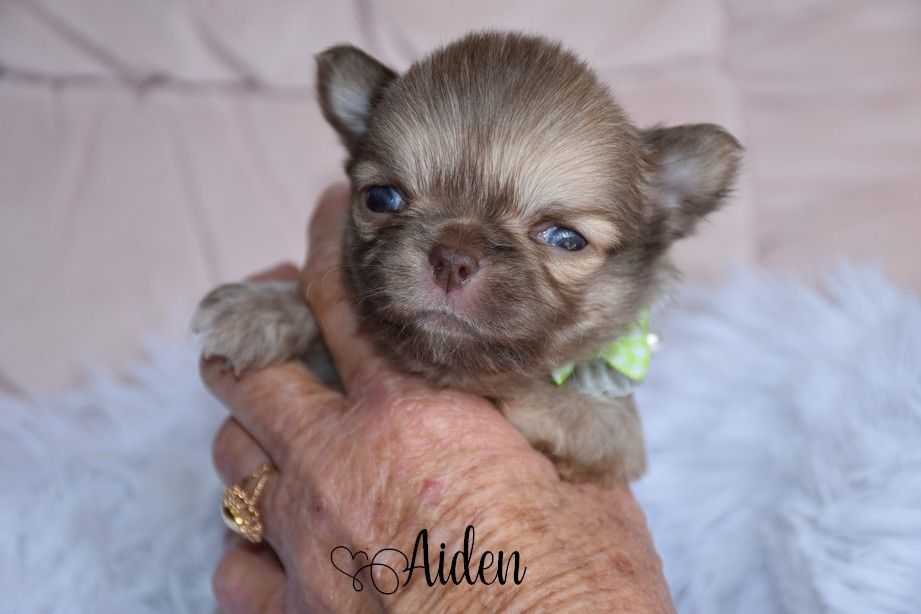 Aiden