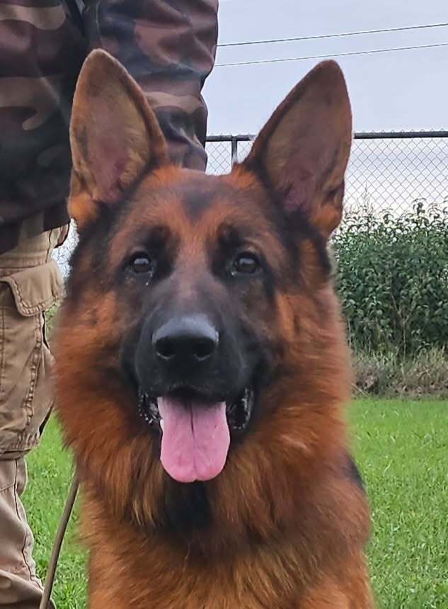 Thanos des Princes de Sarvar