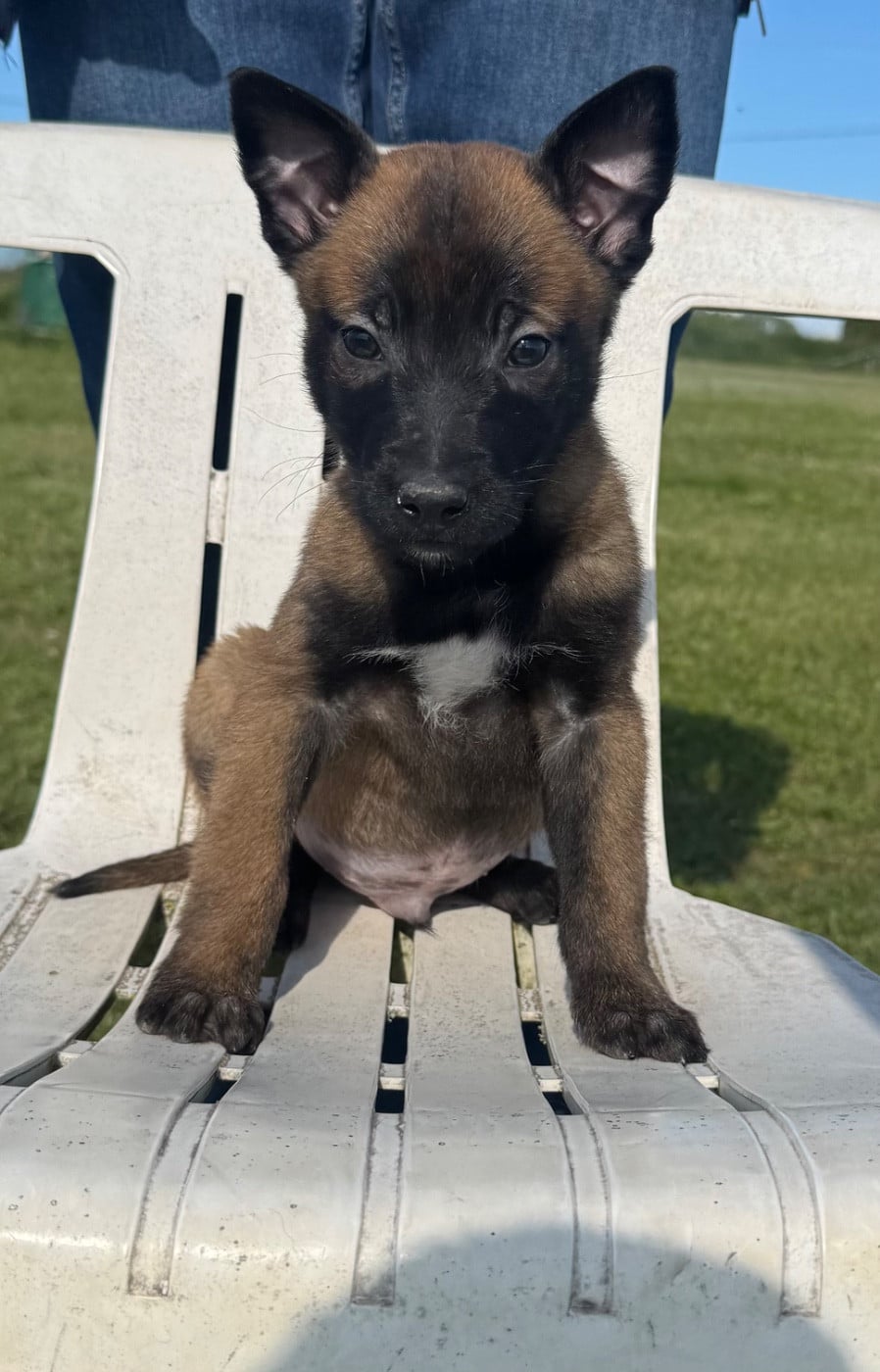 Chiot N°1 - Berger Belge