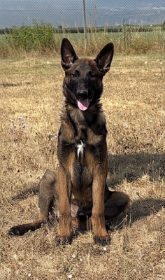 Chiot N°1 - Berger Belge