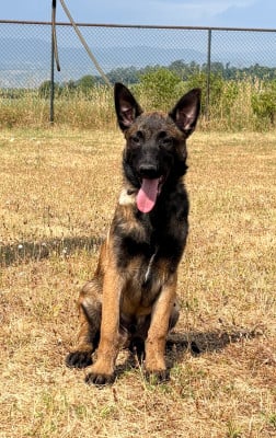 Chiot N°3 - Berger Belge