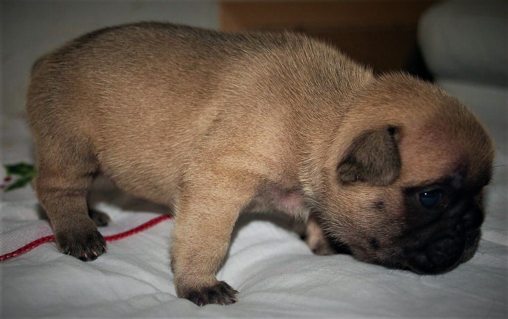 CHIOT - Bouledogue français