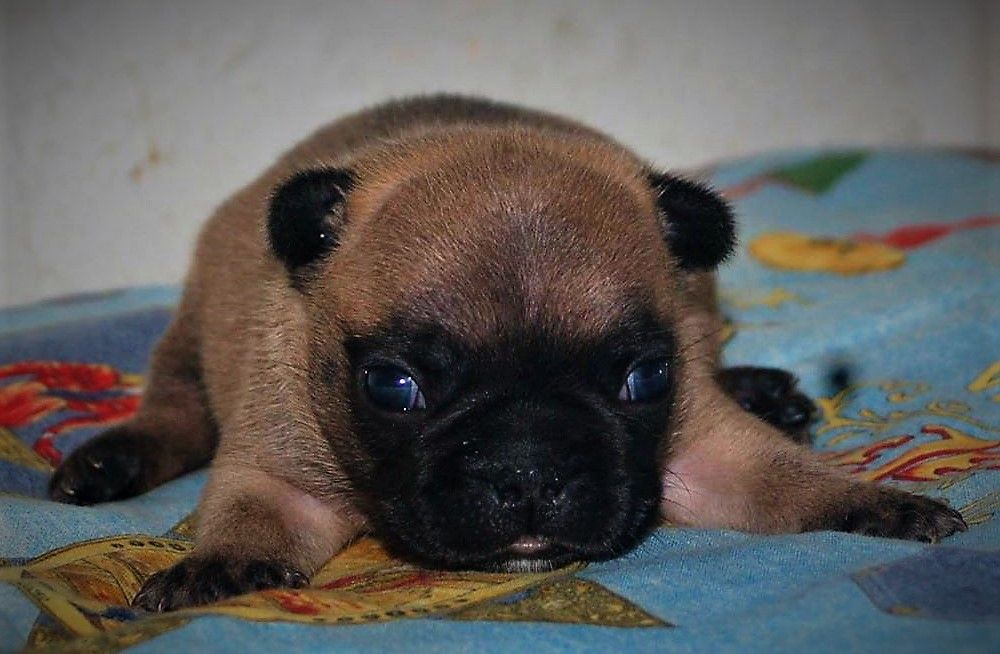 CHIOT - Bouledogue français