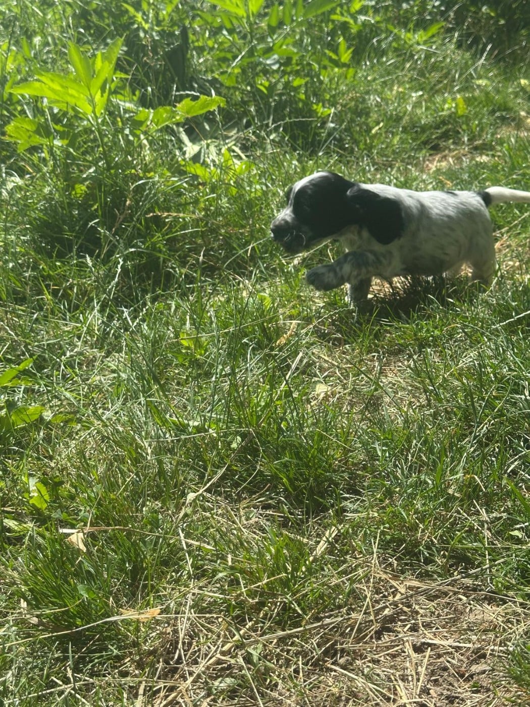 BAXTER