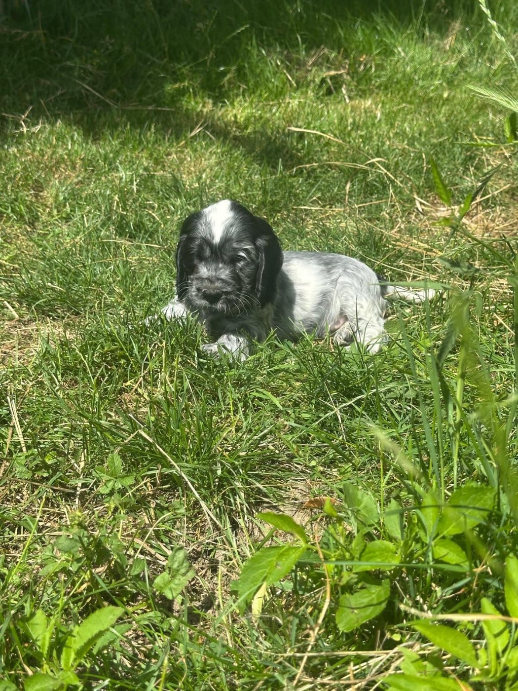 BERYL