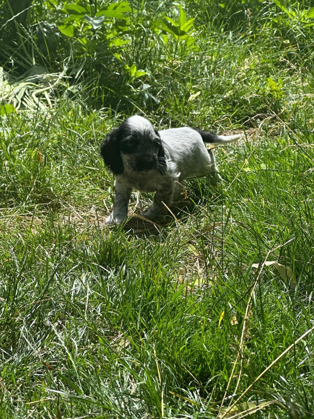 BlueBell